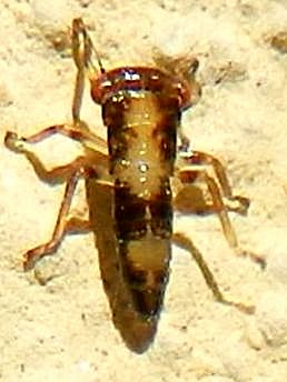 Cicadellidae sp. ?  S, neanide di Cicadellidae Idiocerinae
